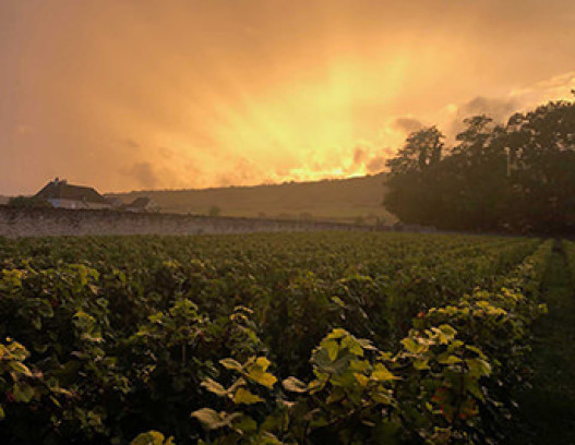 Domaine Dujac tn
