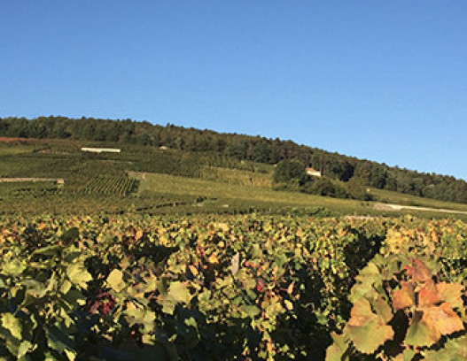 Domaine Emmanuel Rouget tn