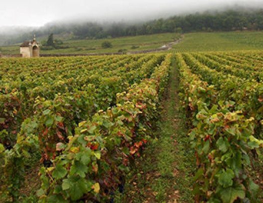 Domaine Fourrier tn