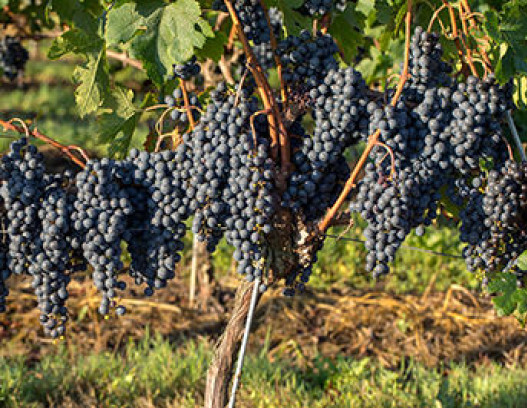 Domaine Henri Jayer tn