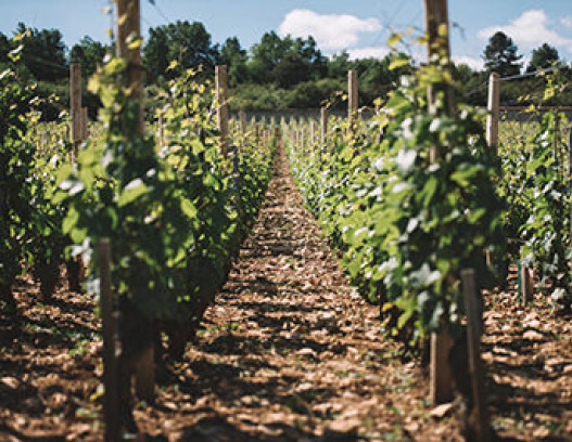 Domaine Leroy tn
