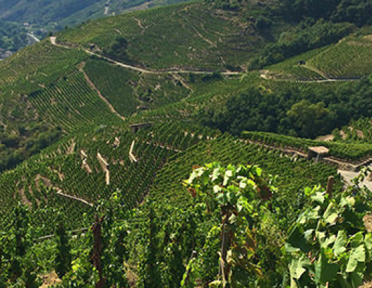 Domaine MS Ogier DAmpuis tn