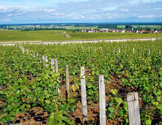 Domaine Meo Camuzet tn
