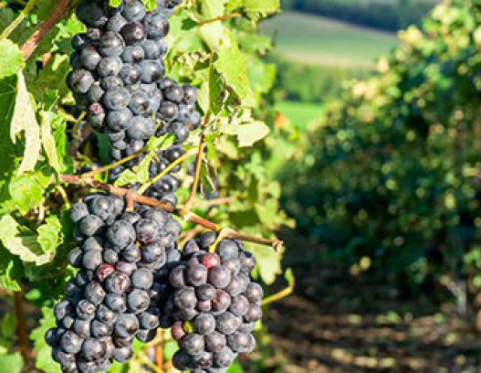 Domaine Rene Engel tn