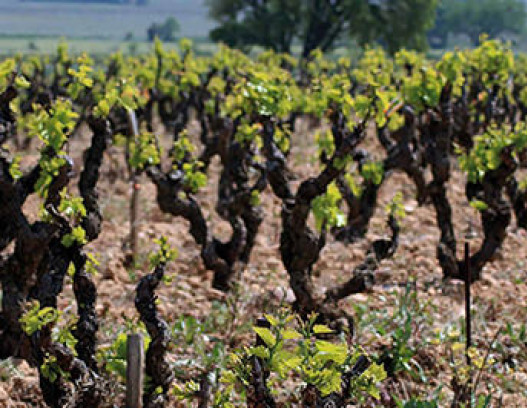 Domaine de Pegau tn