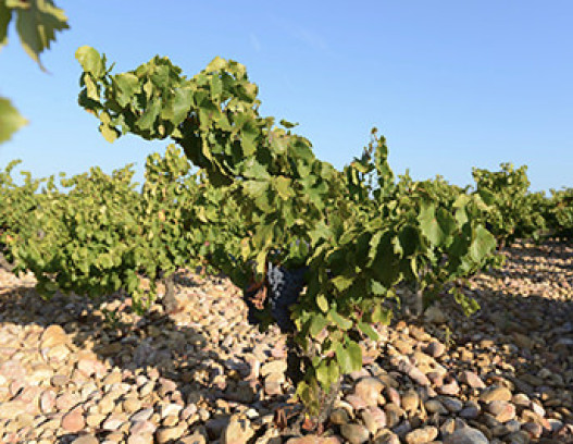 Domaine de la Janasse tn
