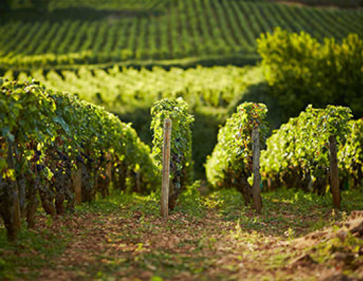 Domaine des Comtes Lafon tn
