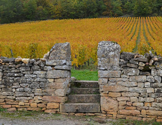 Domaine du Clos Saint Jean tn