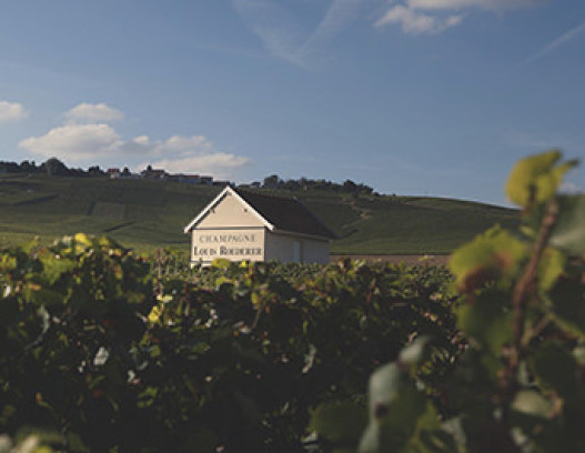 Louis Roederer tn