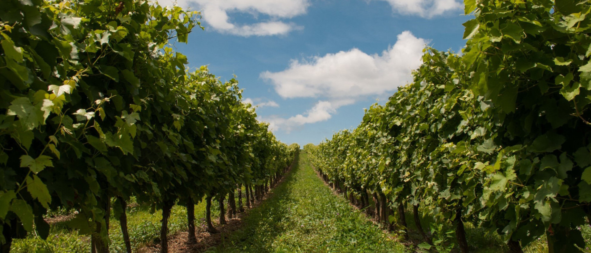 Clos Des Papes