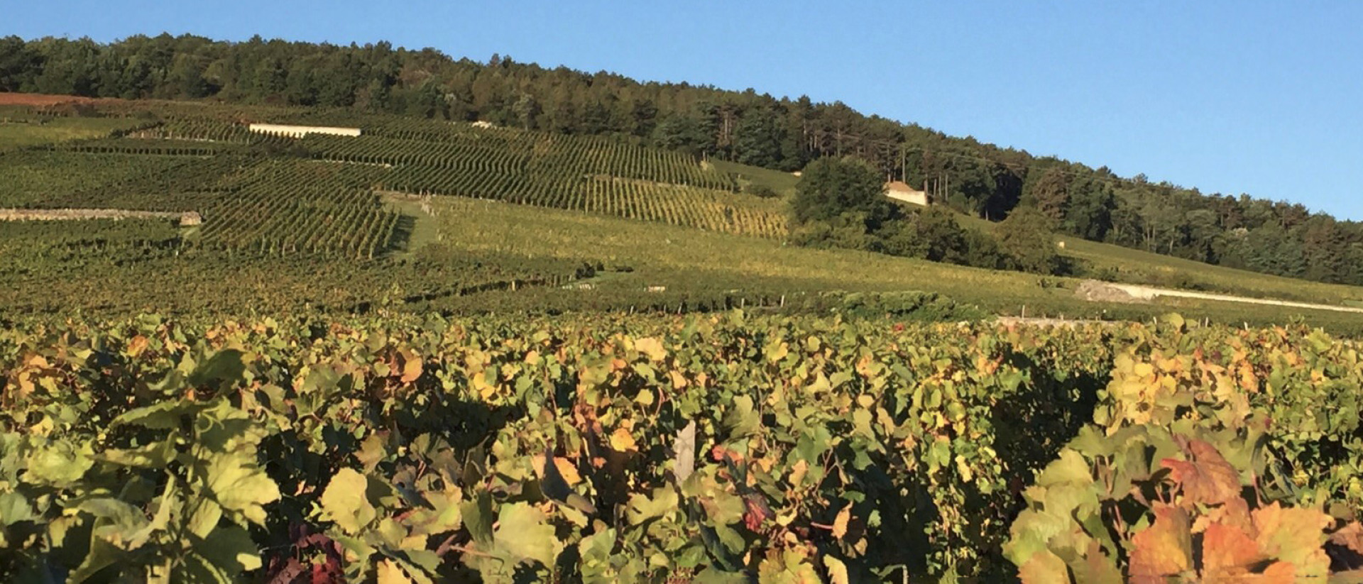 Domaine Emmanuel Rouget