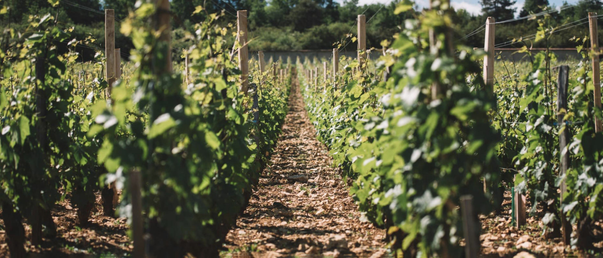 Domaine Leroy