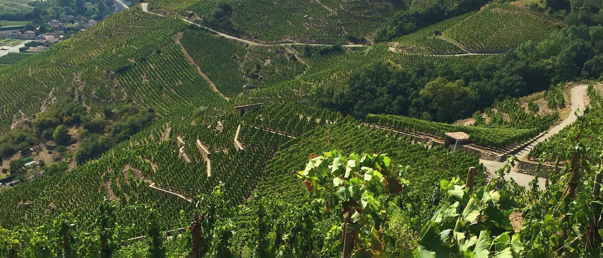 Domaine MS Ogier DAmpuis