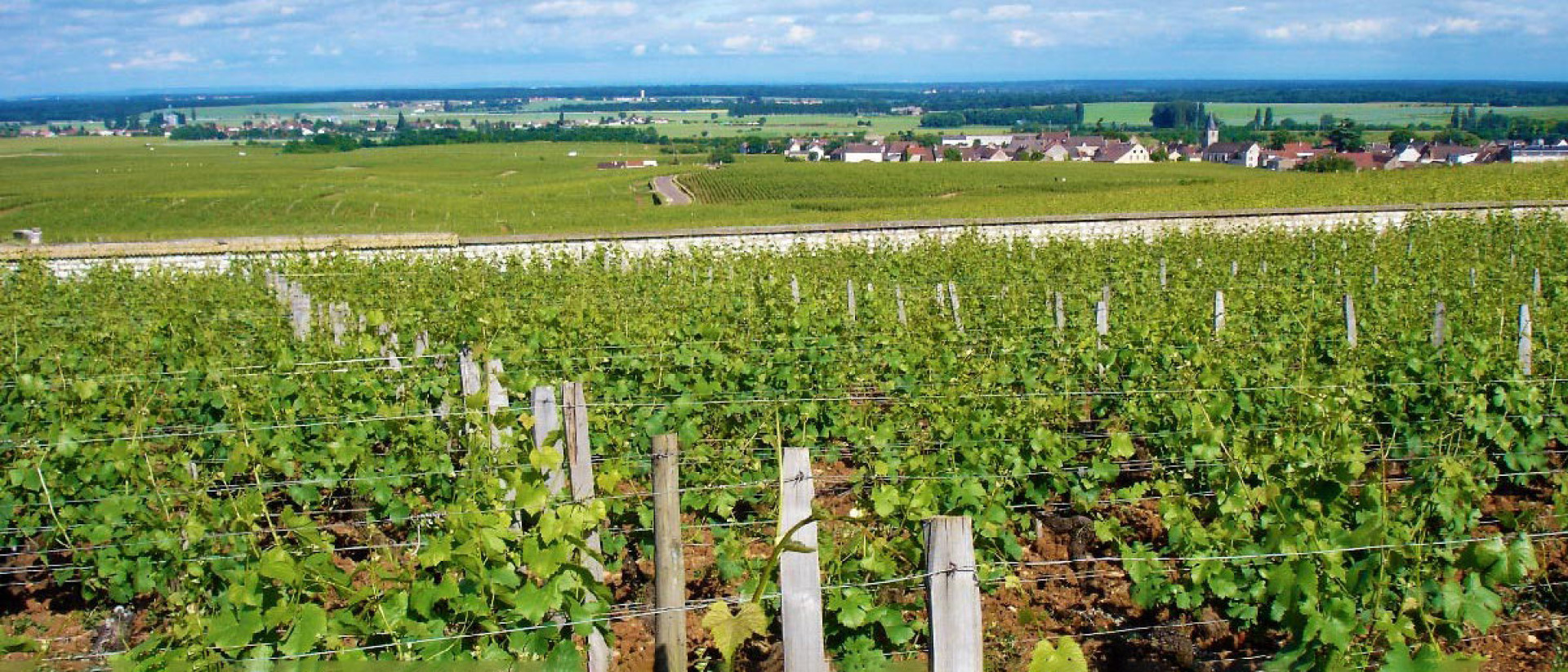 Domaine Meo Camuzet