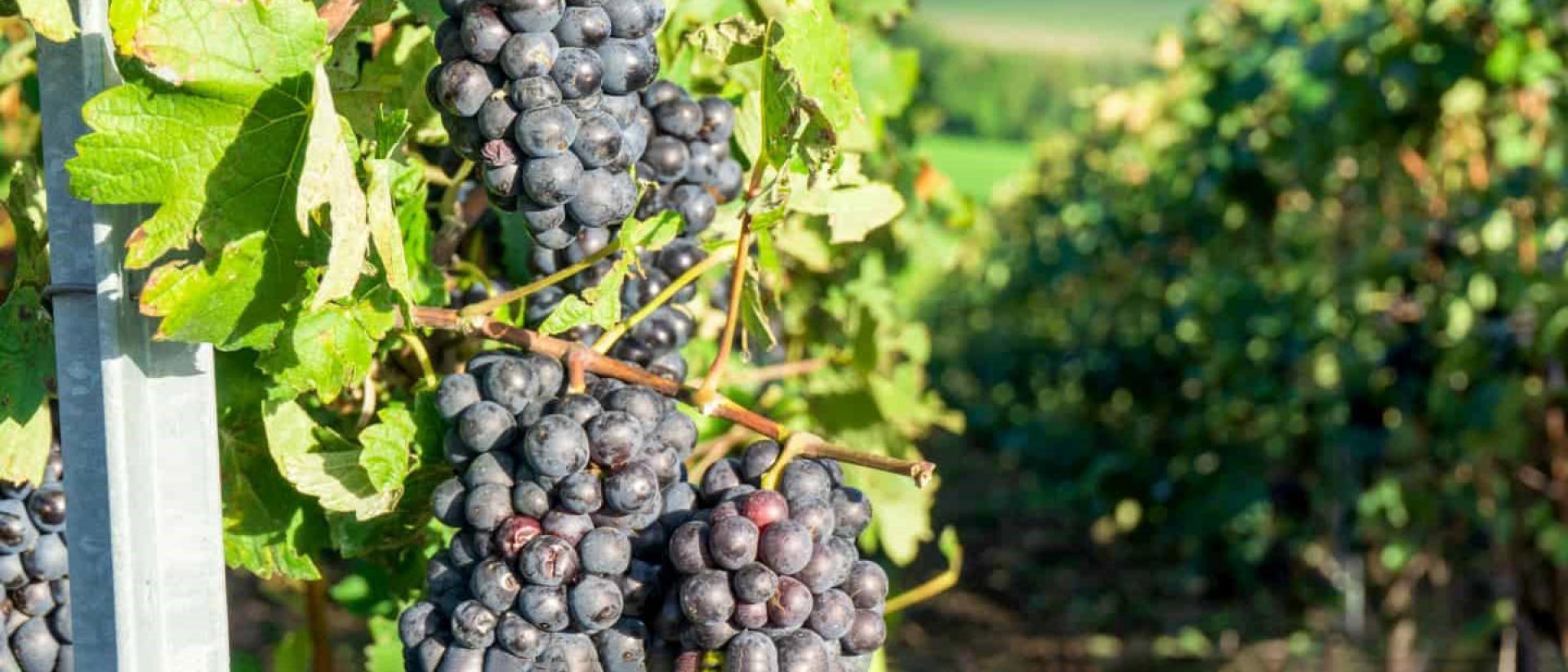 Domaine Rene Engel