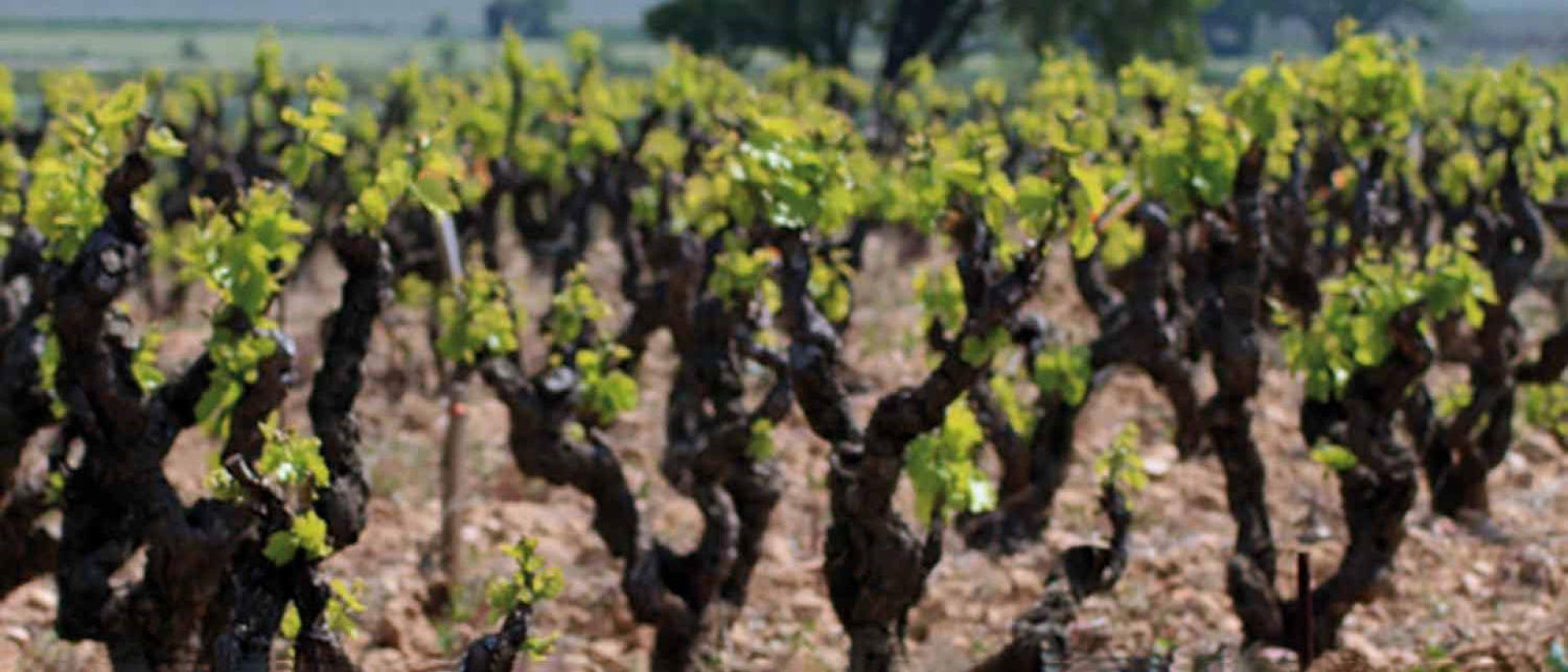 Domaine de Pegau