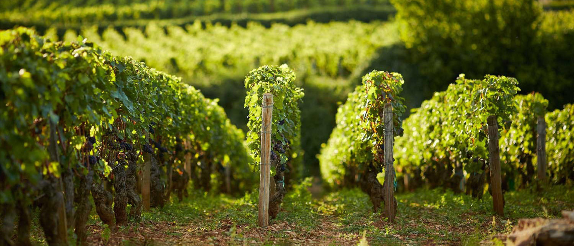 Domaine des Comtes Lafon