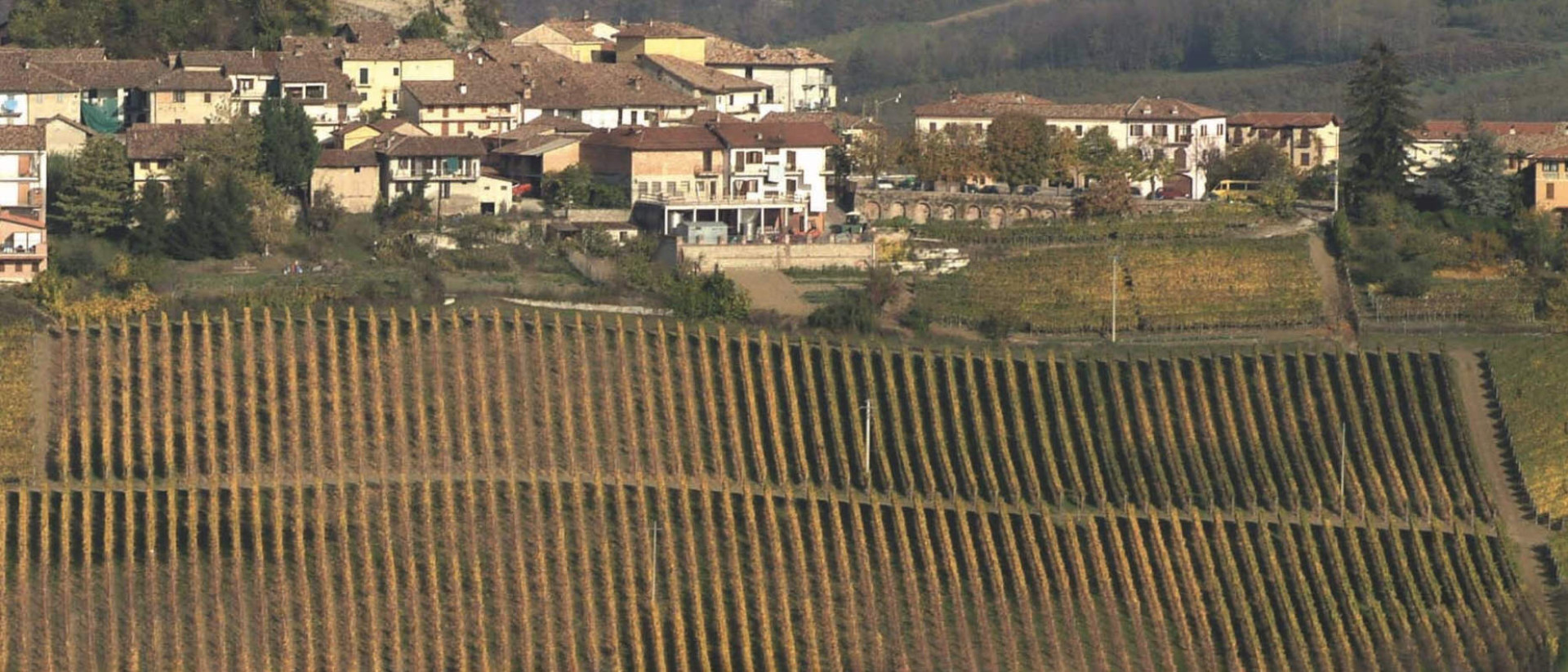 Gaja