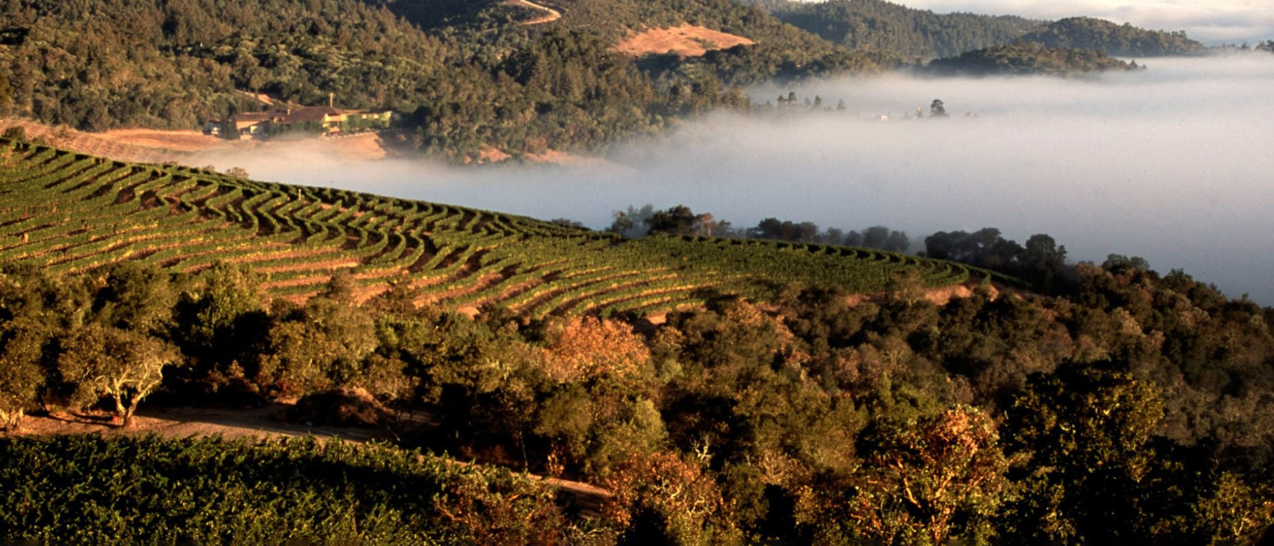 Harlan Estate | Napa Valley | Wine Academy | Cult Wines Canada