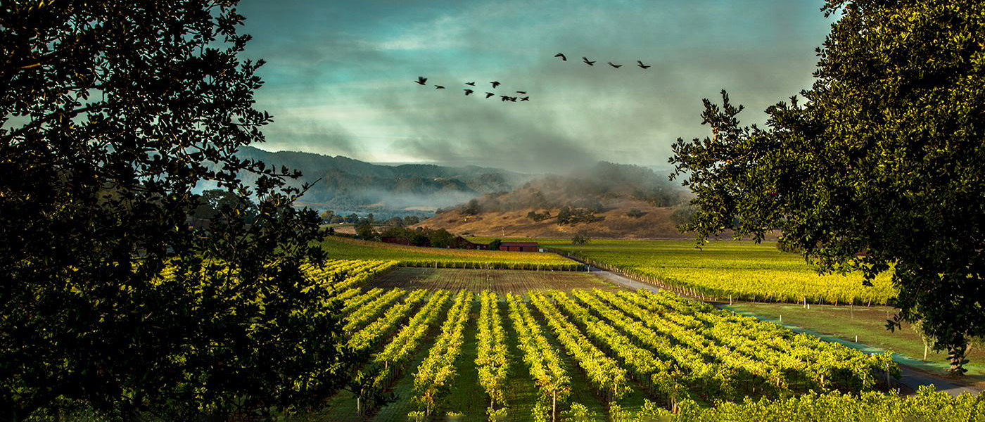 Screaming Eagle | Napa Valley | Wine Academy | Cult Wines United