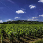 Vineyard prices t