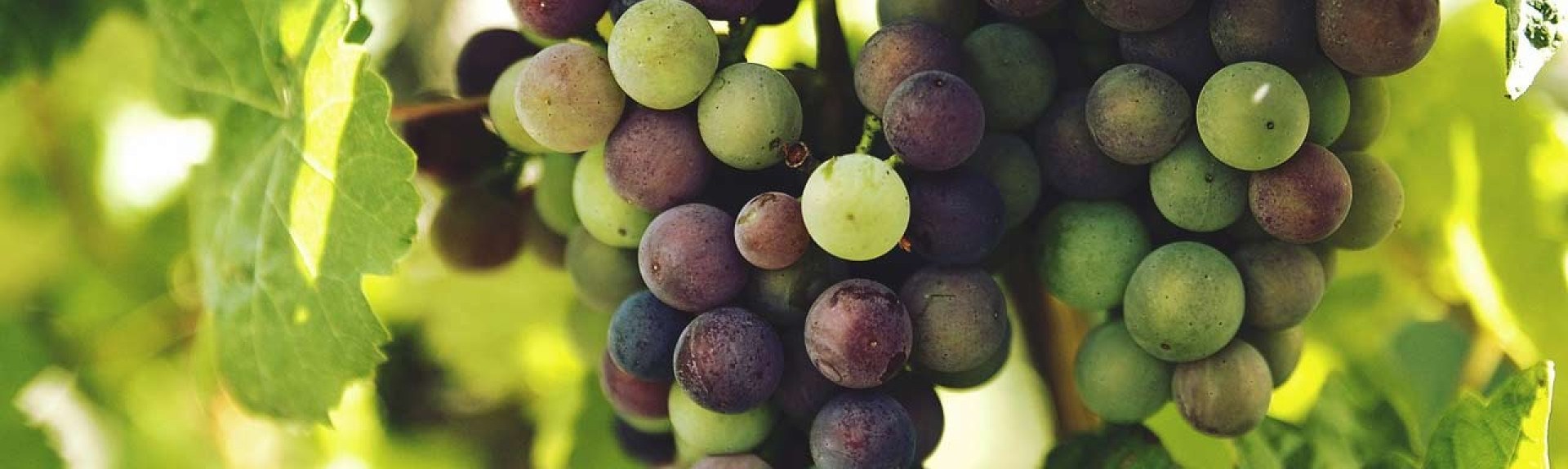 Wine News 00E