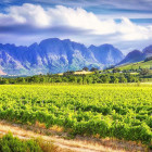 Wine News 8