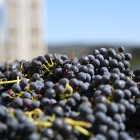 Wine News 9 v2