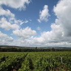 Wine news 1t