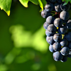 Wine news 3107