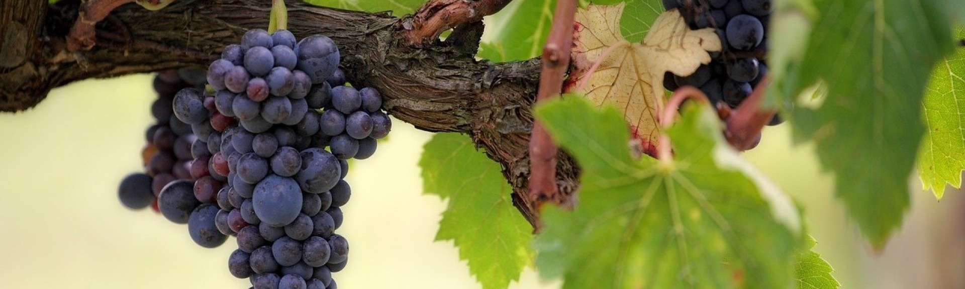 Wine news234 v2