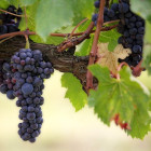 Wine news234 v2