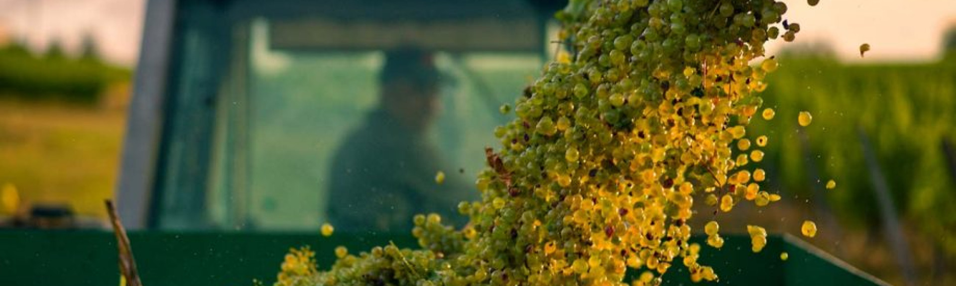 Wine photographer of the year v2