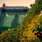 Wine photographer of the year v2