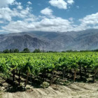 argentinavineyard t