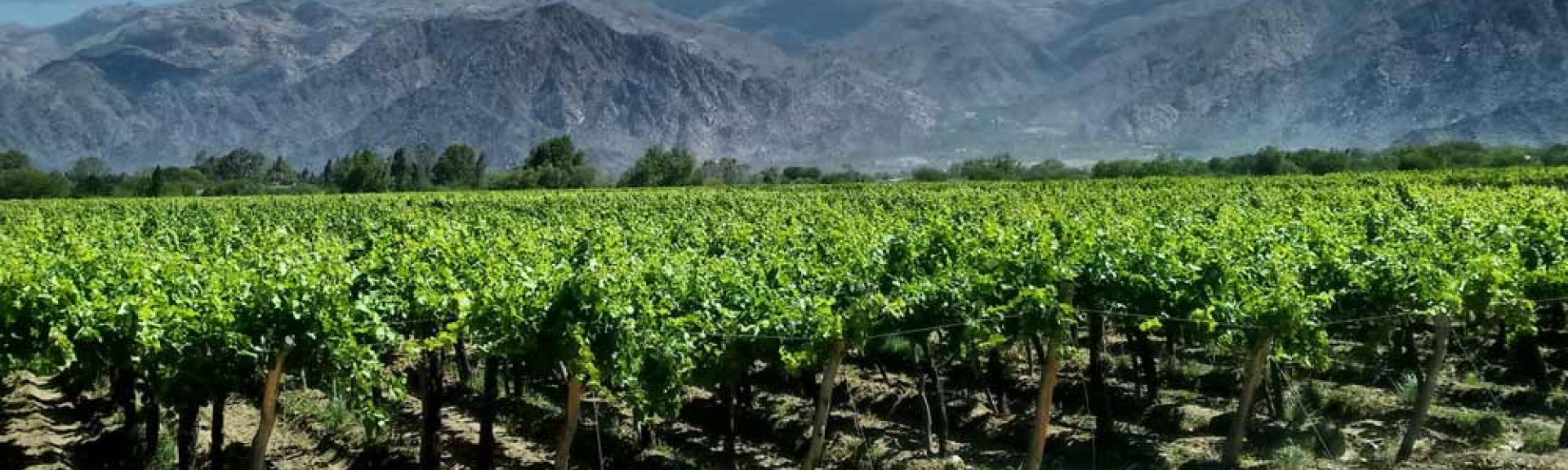 argentinavineyard