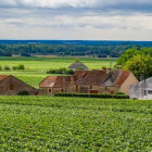 burgundy header image t