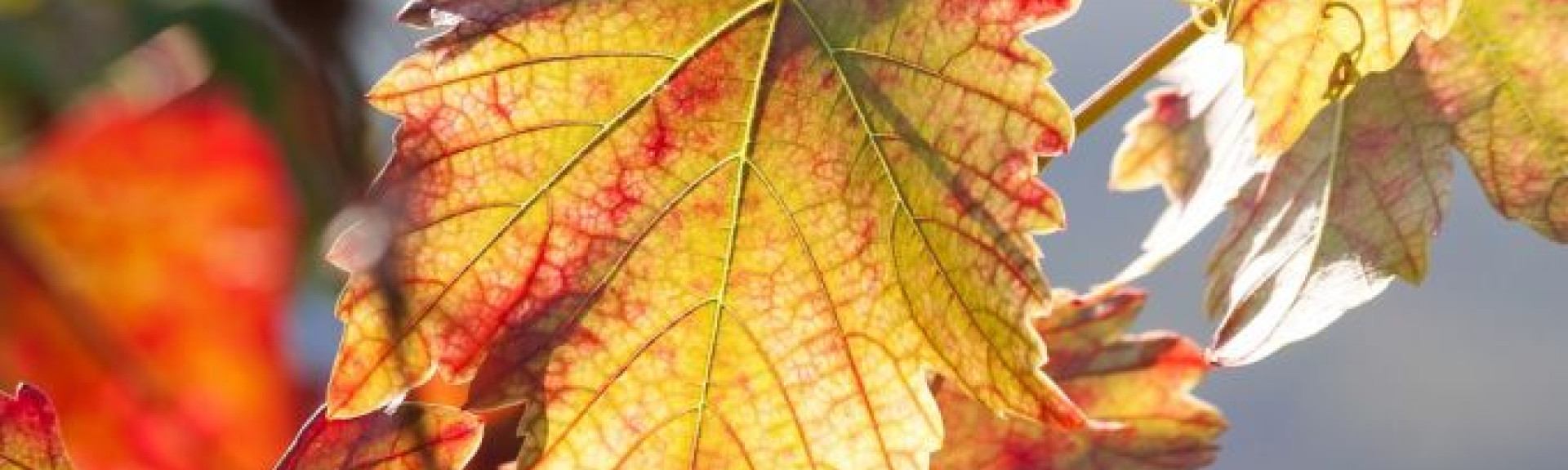 croppedimage680368 001 leaves v2