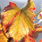 croppedimage680368 001 leaves v2