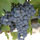 croppedimage680368 Bordeaux2015Harvest