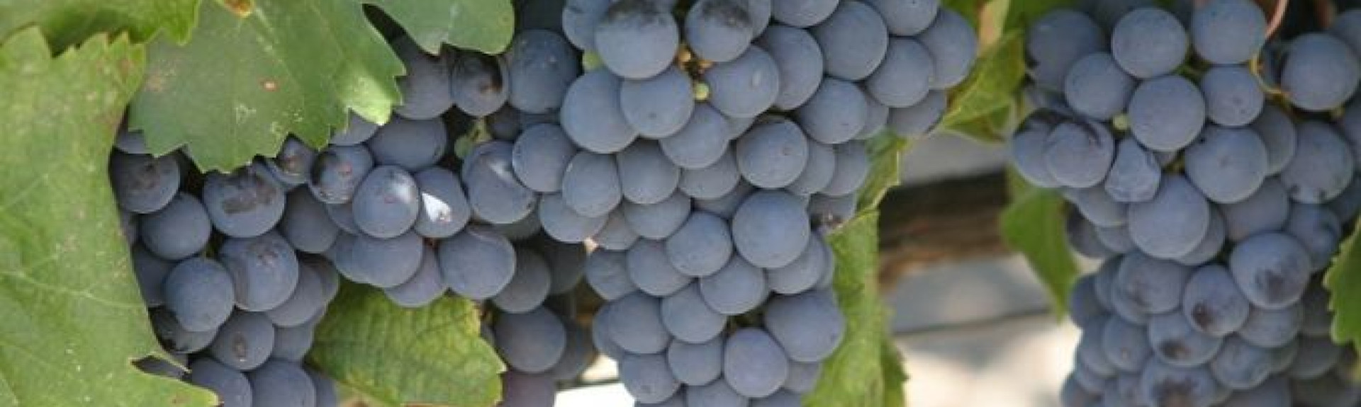 croppedimage680368 Bordeaux2015Harvest v2