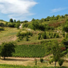 croppedimage680368 Burgundy v7