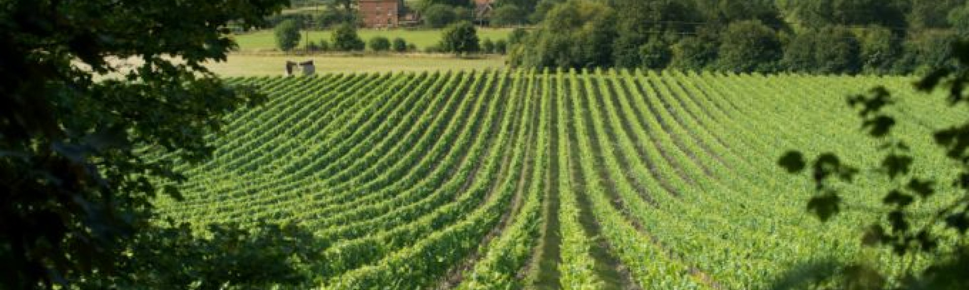 croppedimage680368 ChapelDown v2