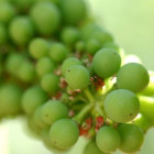 croppedimage680368 Grapes v10