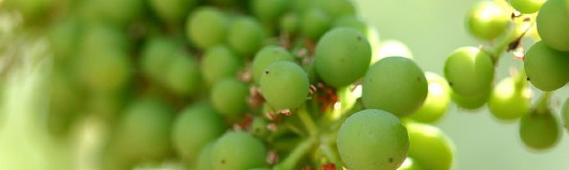 croppedimage680368 Grapes v10