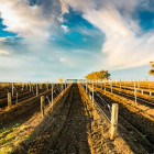 croppedimage680368 HunterValley