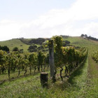 croppedimage680368 NewZealandVineyard v2