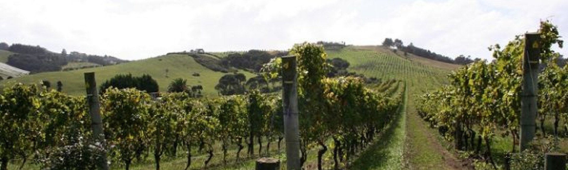 croppedimage680368 NewZealandVineyard v2