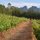 croppedimage680368 SouthAfricaVineyard 2