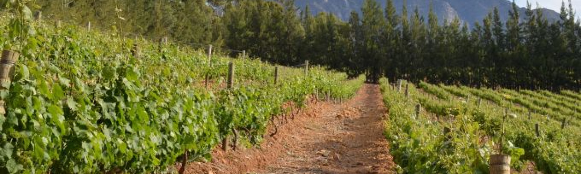 croppedimage680368 SouthAfricaVineyard 2 v2